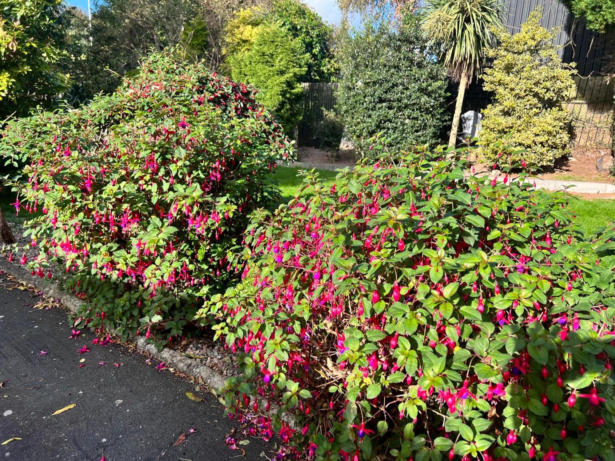 Ashfield Bed & Breakfast Belfast Kültér fotó